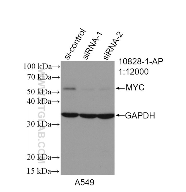 c-MYC Antibody in Western Blot (WB)