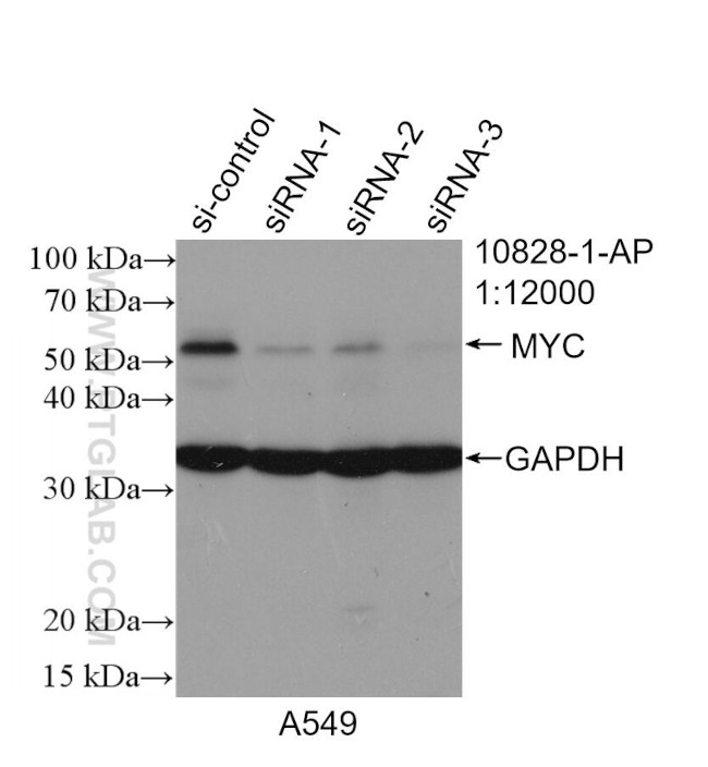 c-MYC Antibody in Western Blot (WB)