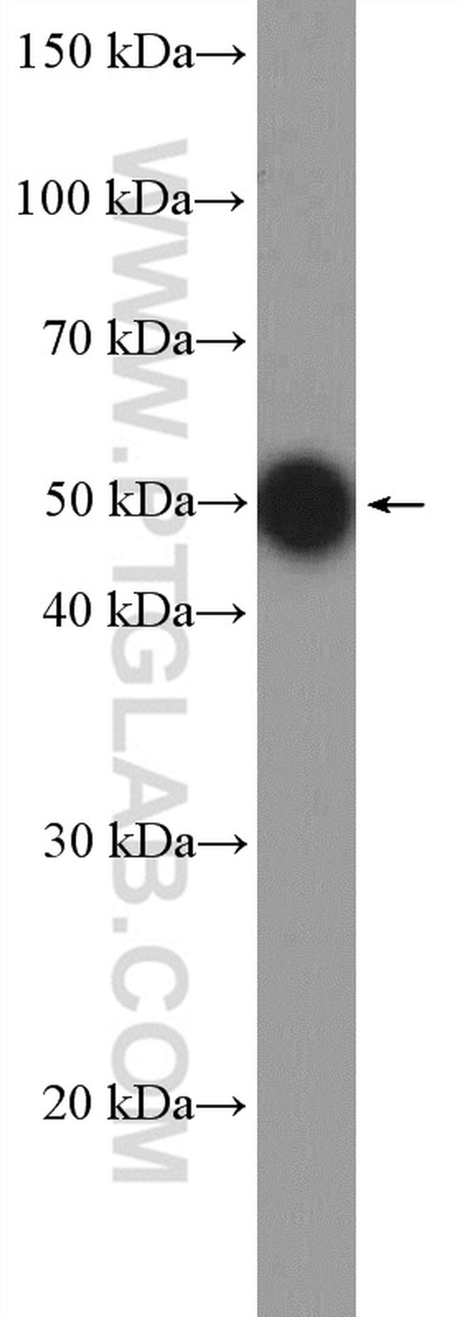 c-MYC Antibody in Western Blot (WB)