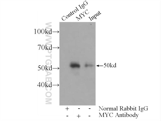 c-MYC Antibody in Immunoprecipitation (IP)