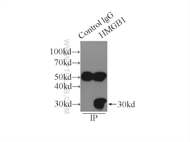 HMGB1 Antibody in Immunoprecipitation (IP)