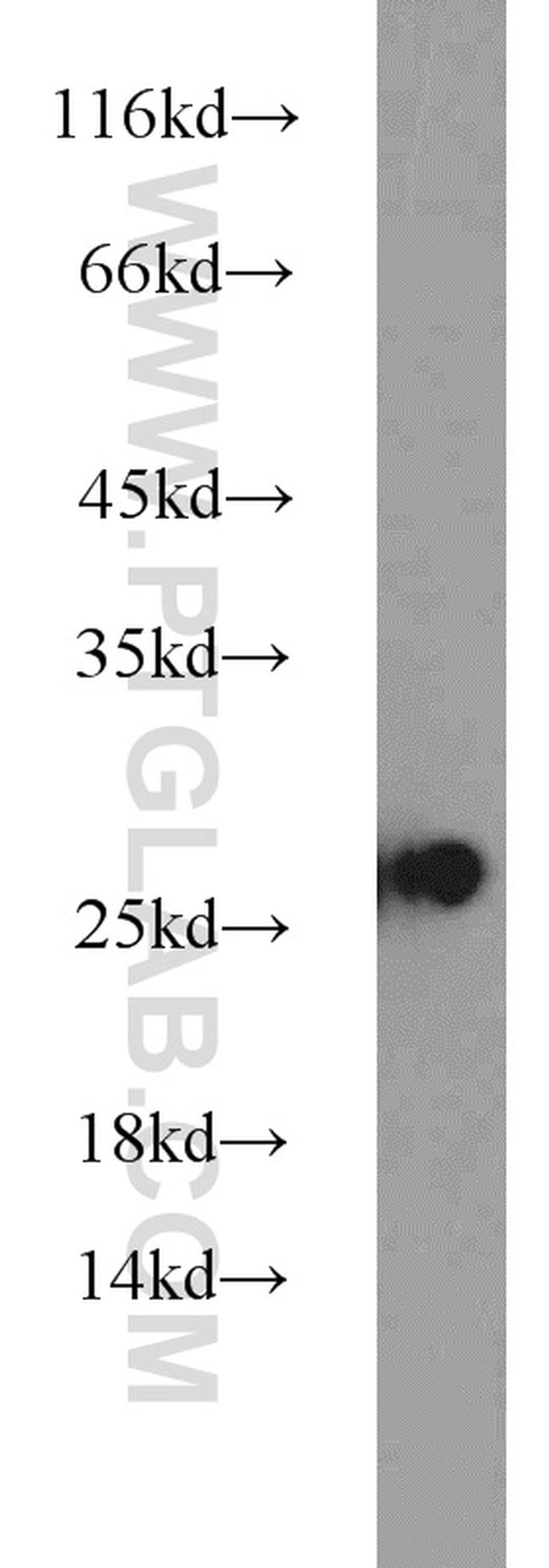 HMGB1 Antibody in Western Blot (WB)