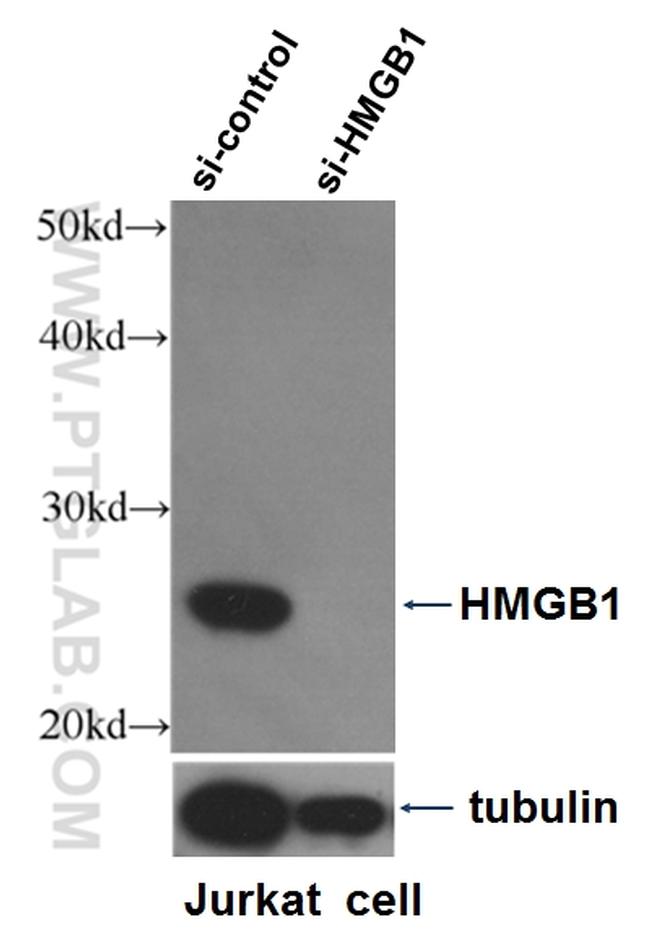 HMGB1 Antibody in Western Blot (WB)