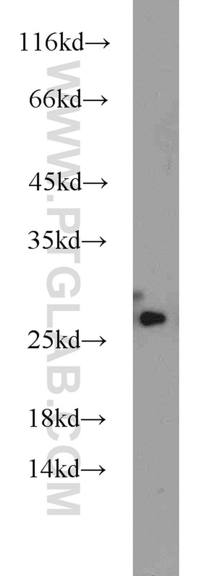 HMGB1 Antibody in Western Blot (WB)