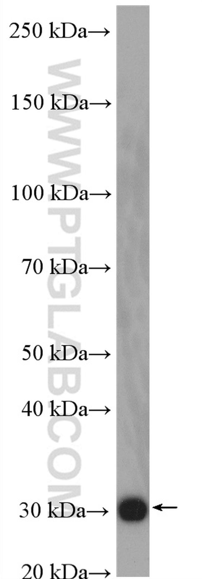 HMGB1 Antibody in Western Blot (WB)