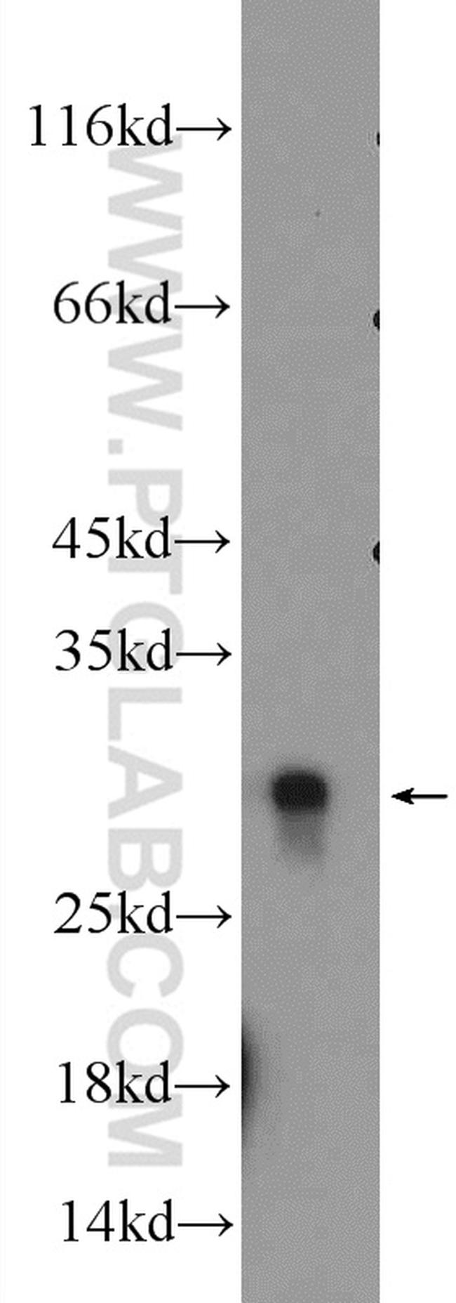 HMGB1 Antibody in Western Blot (WB)