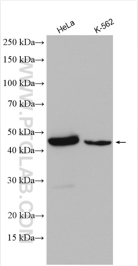 Cytokeratin 18 Antibody in Western Blot (WB)