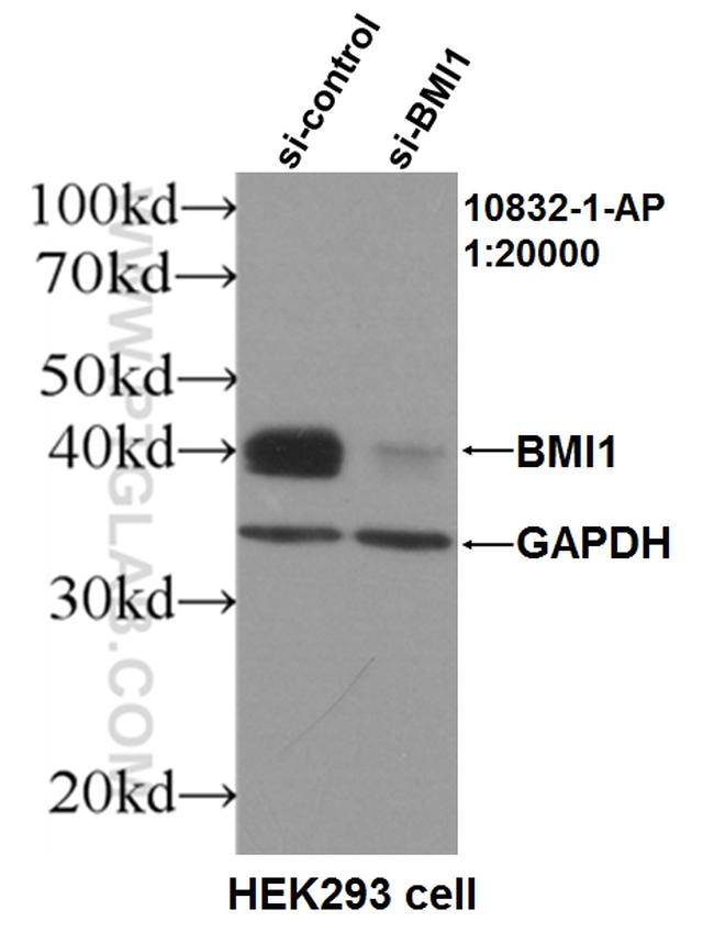 BMI1 Antibody in Western Blot (WB)