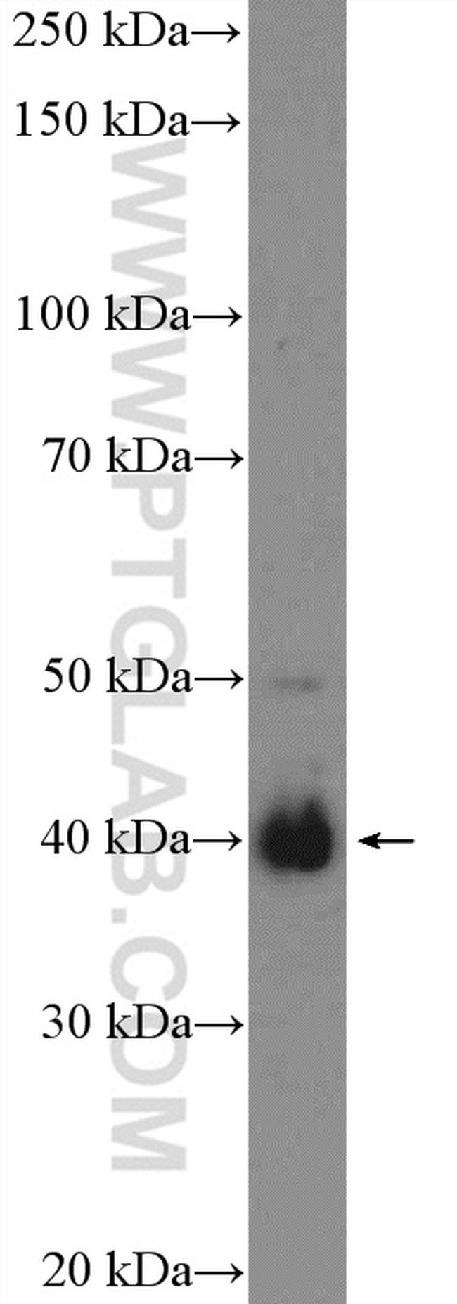 BMI1 Antibody in Western Blot (WB)