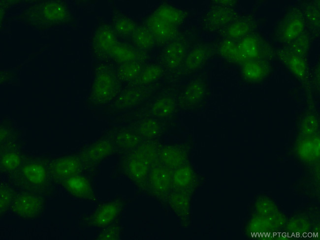 LSM4 Antibody in Immunocytochemistry (ICC/IF)