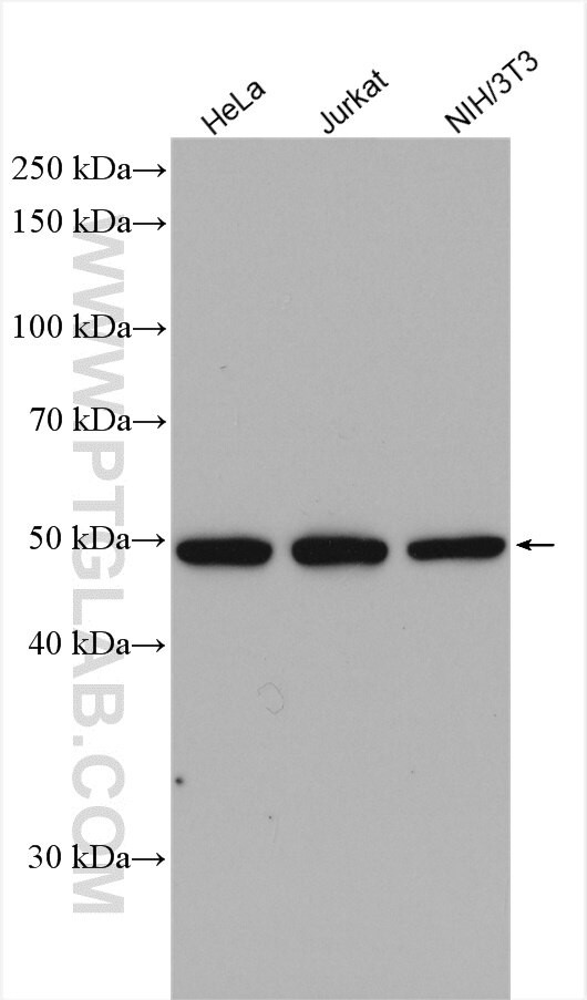 TADA3L Antibody in Western Blot (WB)