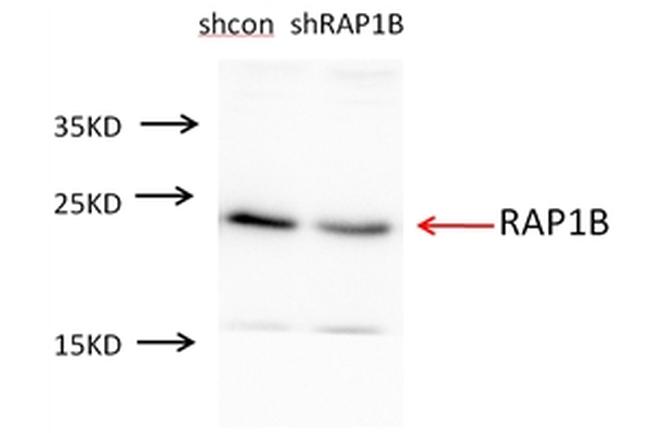 RAP1B Antibody in Western Blot (WB)