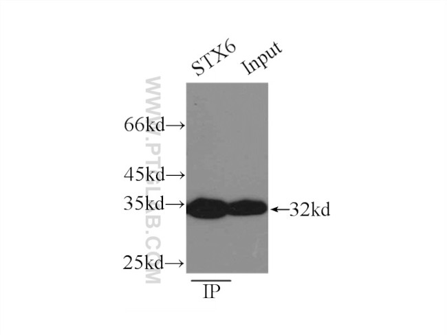 Syntaxin 6 Antibody in Immunoprecipitation (IP)