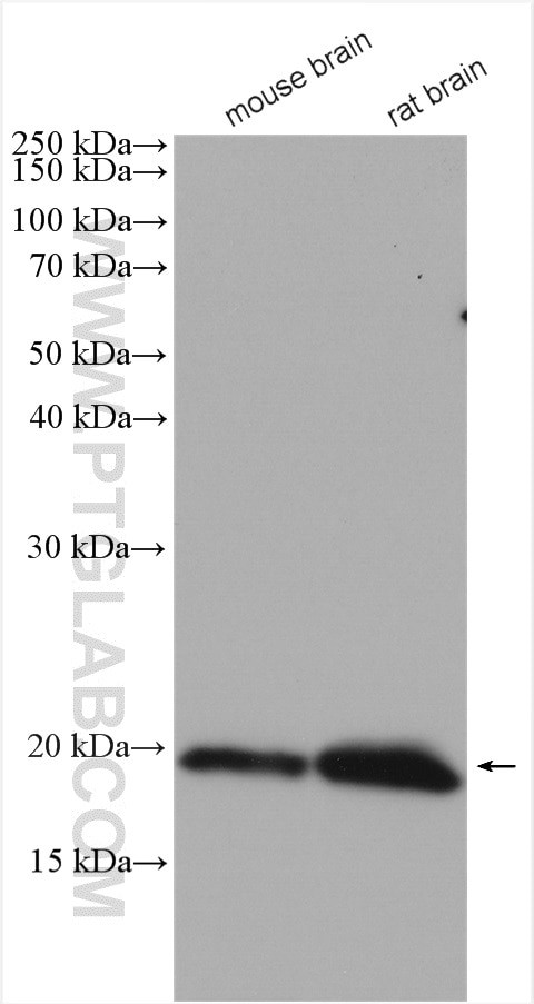 alpha-synuclein Antibody in Western Blot (WB)