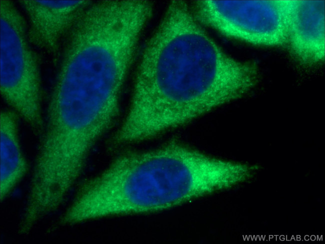 NOL3 Antibody in Immunocytochemistry (ICC/IF)