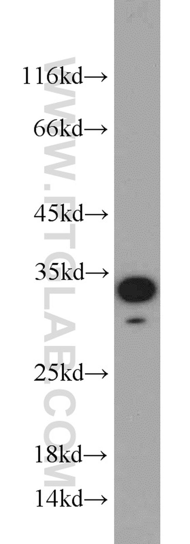 NOL3 Antibody in Western Blot (WB)