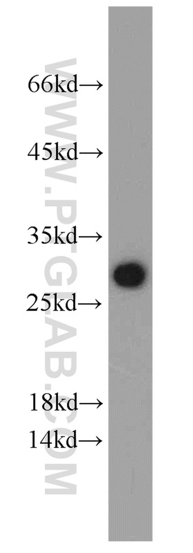 NOL3 Antibody in Western Blot (WB)