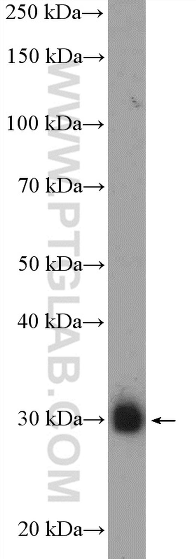 JP45/JSRP1 Antibody in Western Blot (WB)