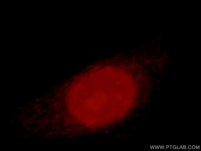 Histone H2A.X Antibody in Immunocytochemistry (ICC/IF)