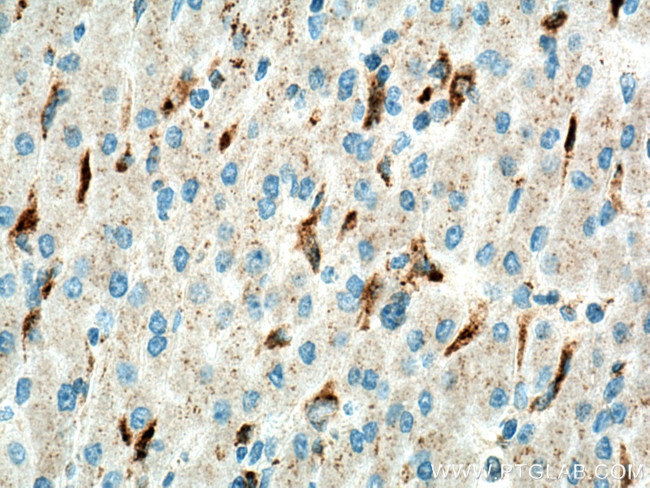 LYPLA3 Antibody in Immunohistochemistry (Paraffin) (IHC (P))