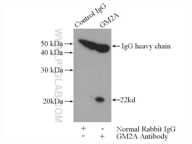 GM2A Antibody in Immunoprecipitation (IP)