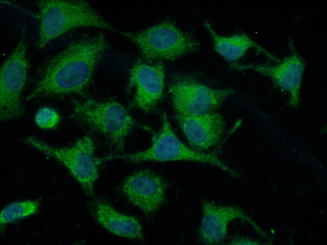 VDAC1/2 Antibody in Immunocytochemistry (ICC/IF)