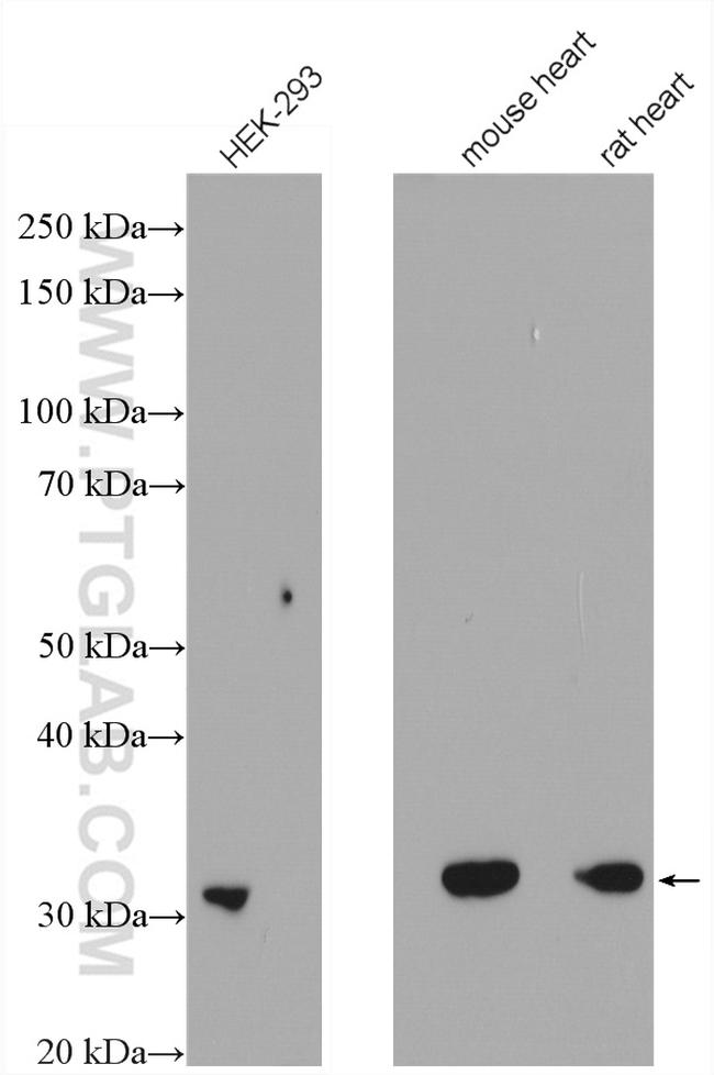 VDAC1/2 Antibody in Western Blot (WB)