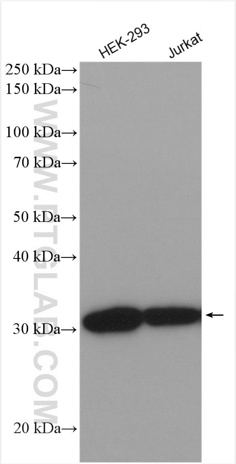 VDAC1/2 Antibody in Western Blot (WB)