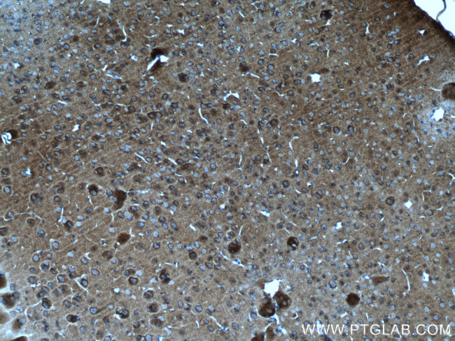 ATP1A3 (C-terminal) Antibody in Immunohistochemistry (Paraffin) (IHC (P))