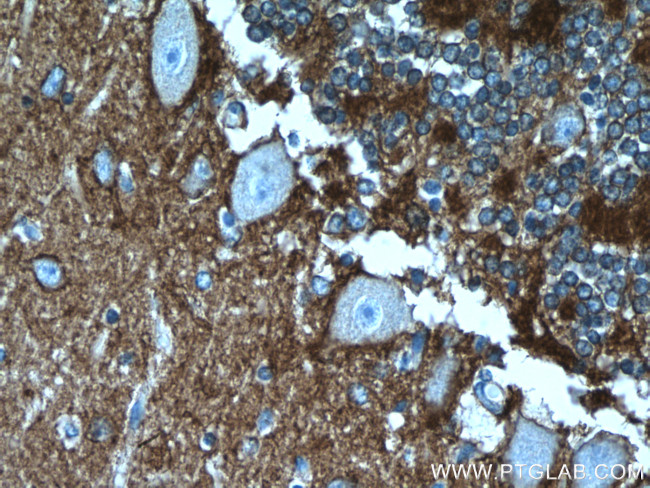 ATP1A3 (C-terminal) Antibody in Immunohistochemistry (Paraffin) (IHC (P))