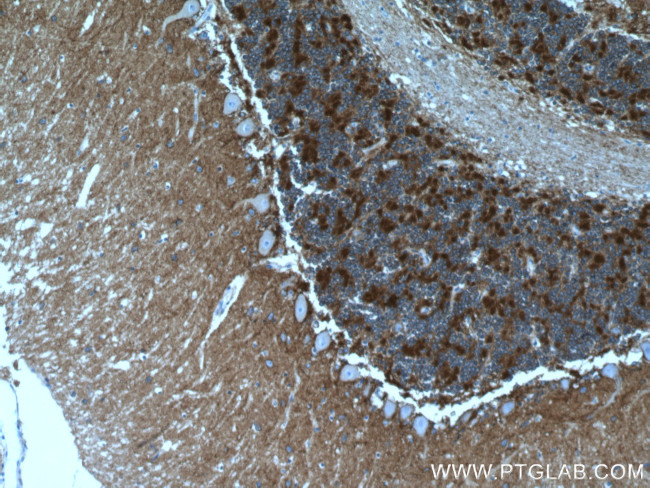 ATP1A3 (C-terminal) Antibody in Immunohistochemistry (Paraffin) (IHC (P))