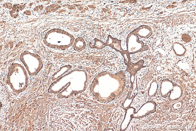 ATP1A3 (C-terminal) Antibody in Immunohistochemistry (Paraffin) (IHC (P))