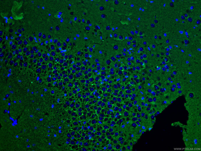 ATP1A3 (C-terminal) Antibody in Immunohistochemistry (PFA fixed) (IHC (PFA))