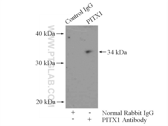 PITX1 Antibody in Immunoprecipitation (IP)