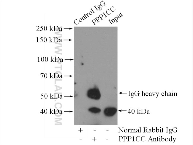 PITX1 Antibody in Immunoprecipitation (IP)