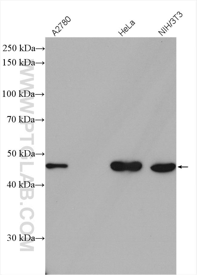 HSP47 Antibody in Western Blot (WB)