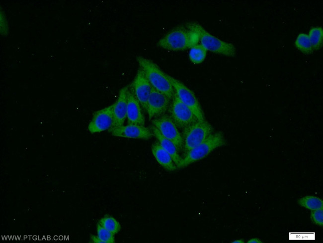 HSP47 Antibody in Immunocytochemistry (ICC/IF)