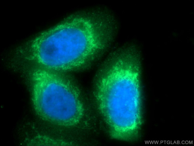 PTGES2 Antibody in Immunocytochemistry (ICC/IF)