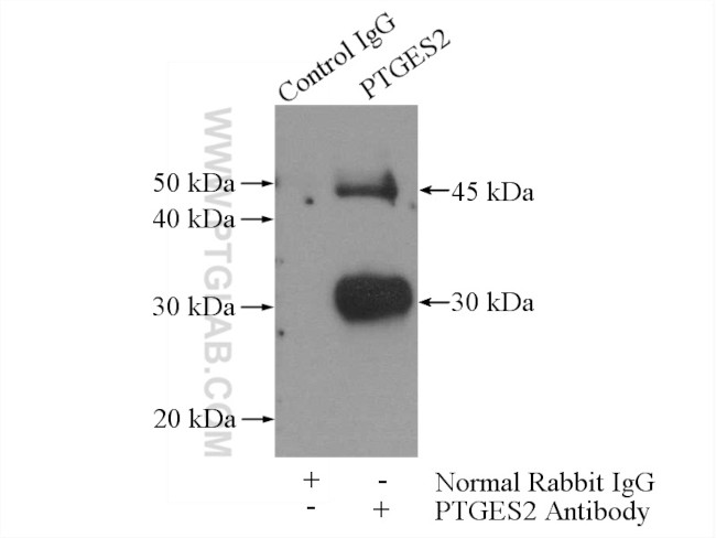 PTGES2 Antibody in Immunoprecipitation (IP)