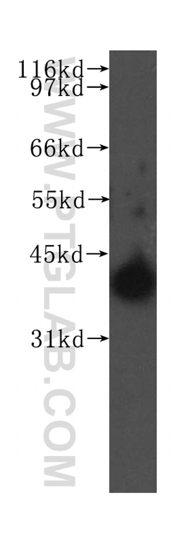 PTGES2 Antibody in Western Blot (WB)