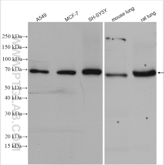 Syndecan-3 Antibody in Western Blot (WB)