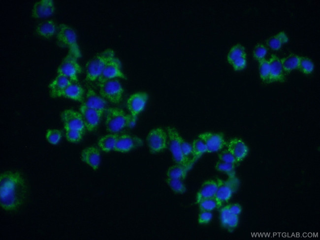 Syndecan-3 Antibody in Immunocytochemistry (ICC/IF)