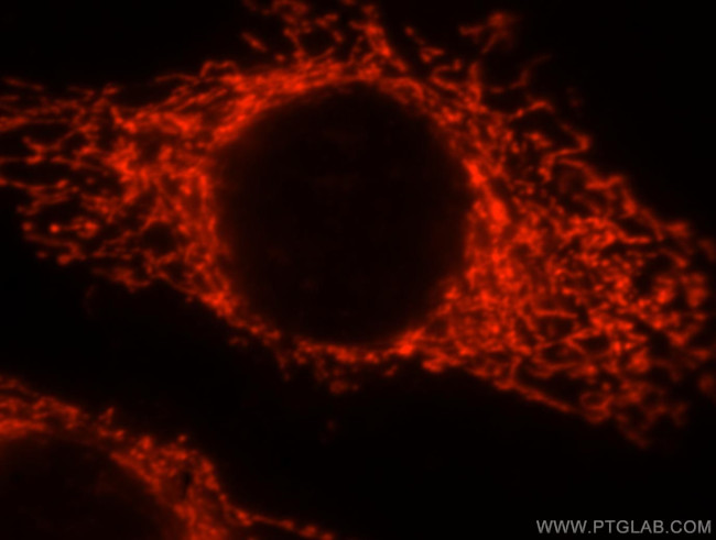 Syndecan-3 Antibody in Immunocytochemistry (ICC/IF)