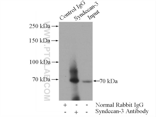 Syndecan-3 Antibody in Immunoprecipitation (IP)