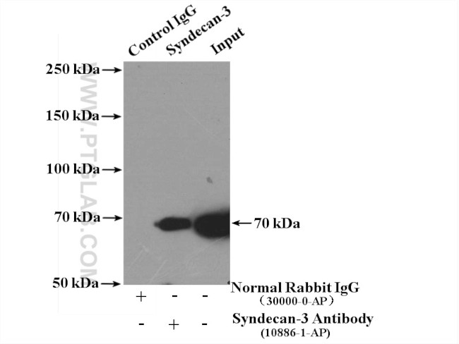 Syndecan-3 Antibody in Immunoprecipitation (IP)