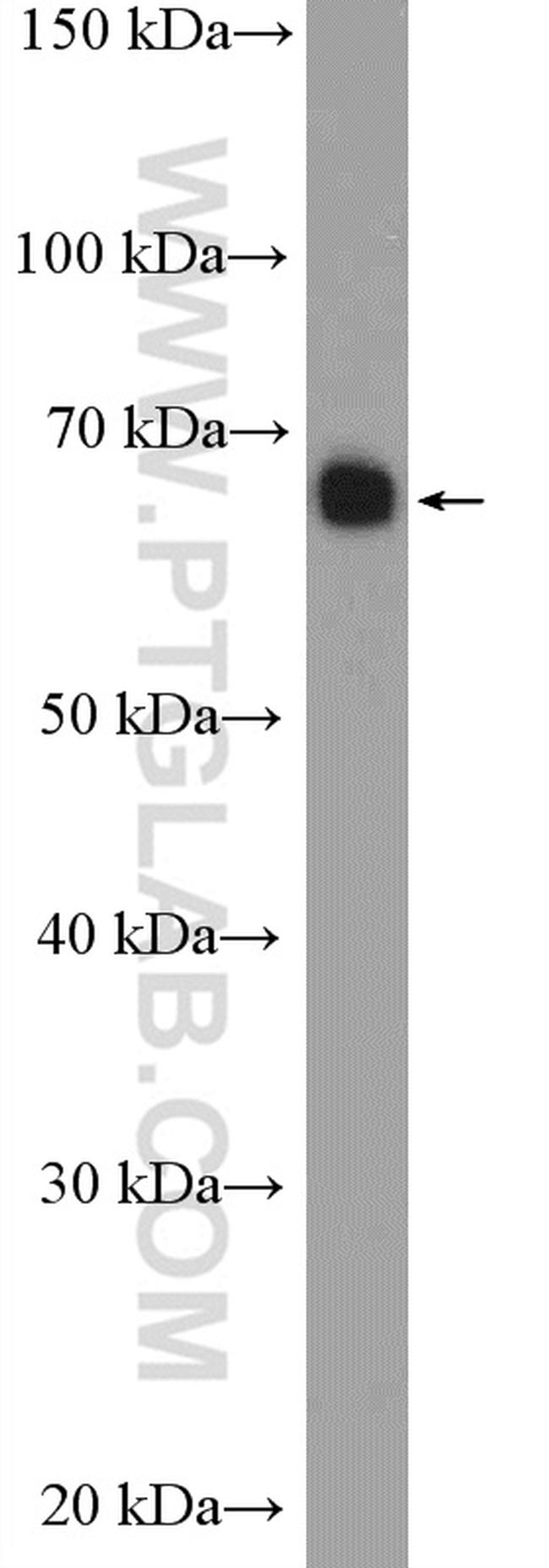 Syndecan-3 Antibody in Western Blot (WB)