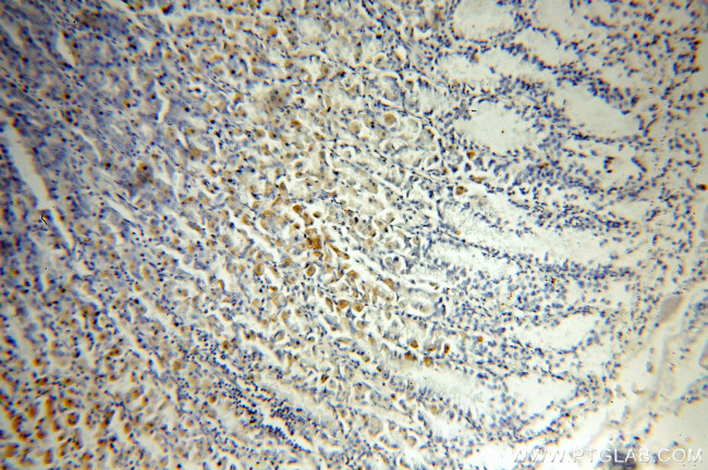 neuromedin B Antibody in Immunohistochemistry (Paraffin) (IHC (P))