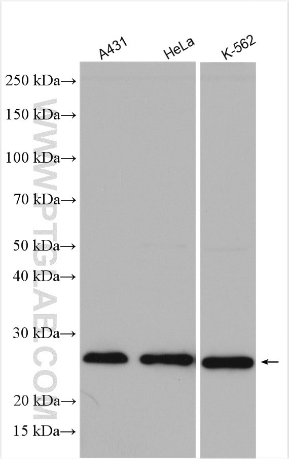 PLDN Antibody in Western Blot (WB)