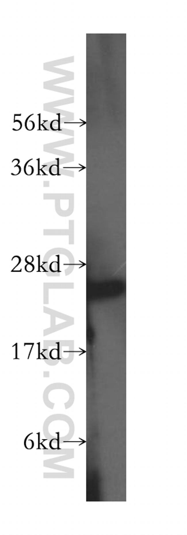 PLDN Antibody in Western Blot (WB)