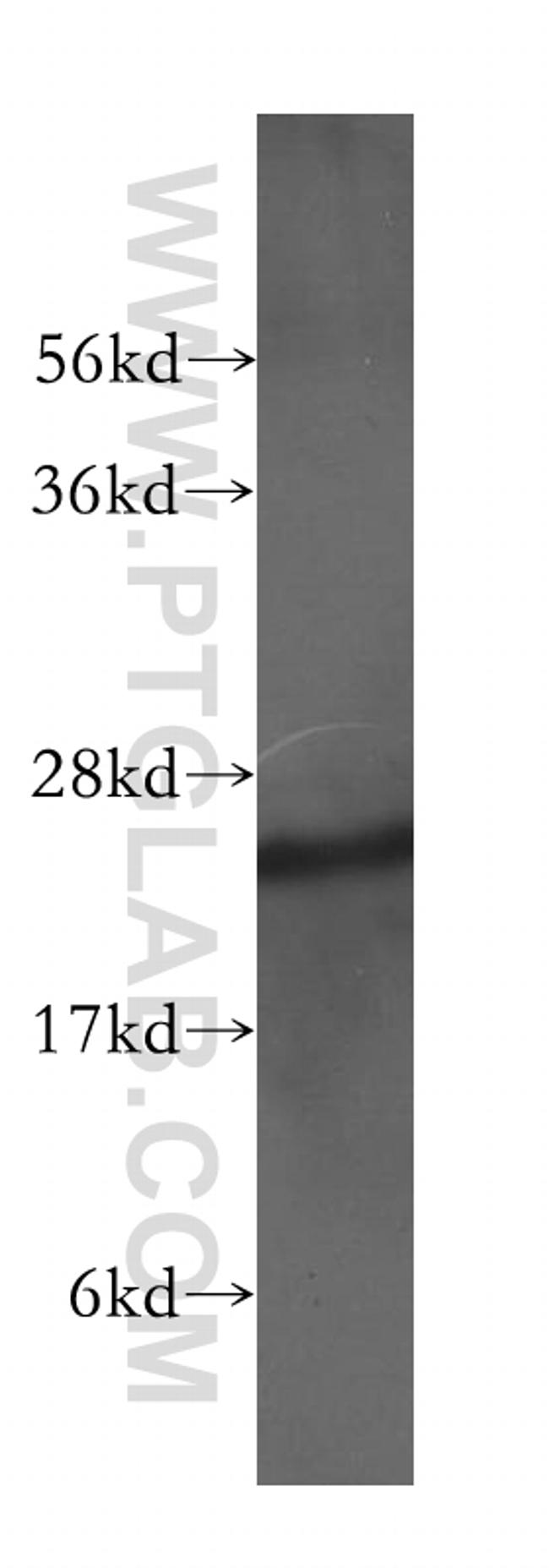 PLDN Antibody in Western Blot (WB)